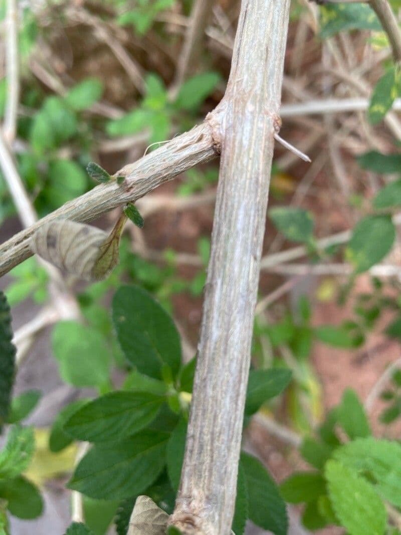 Lippia alba 19
