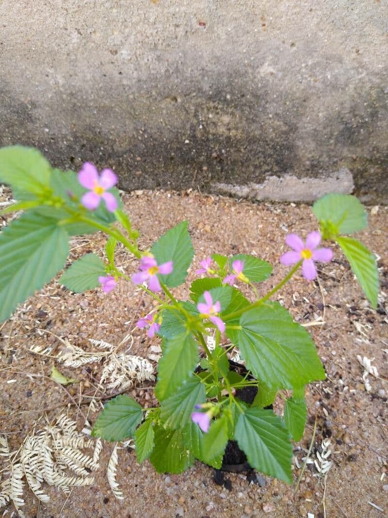 Pyramidenblume 20
