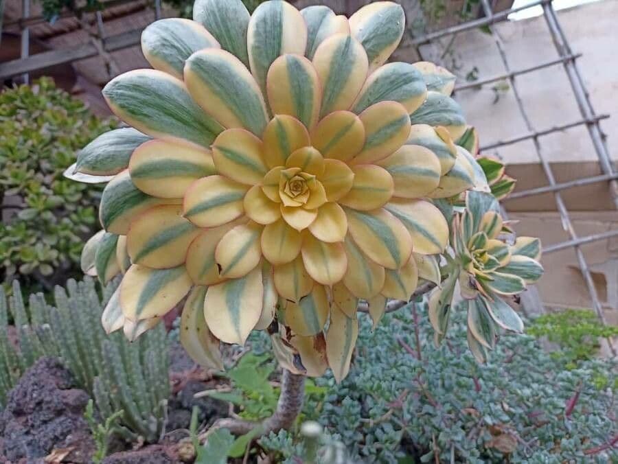 Aeonium decorum 14