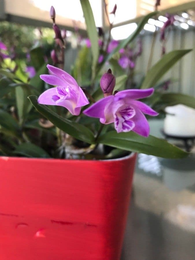 Dendrobium 7
