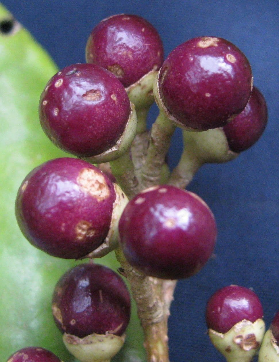 Schlegelia parviflora