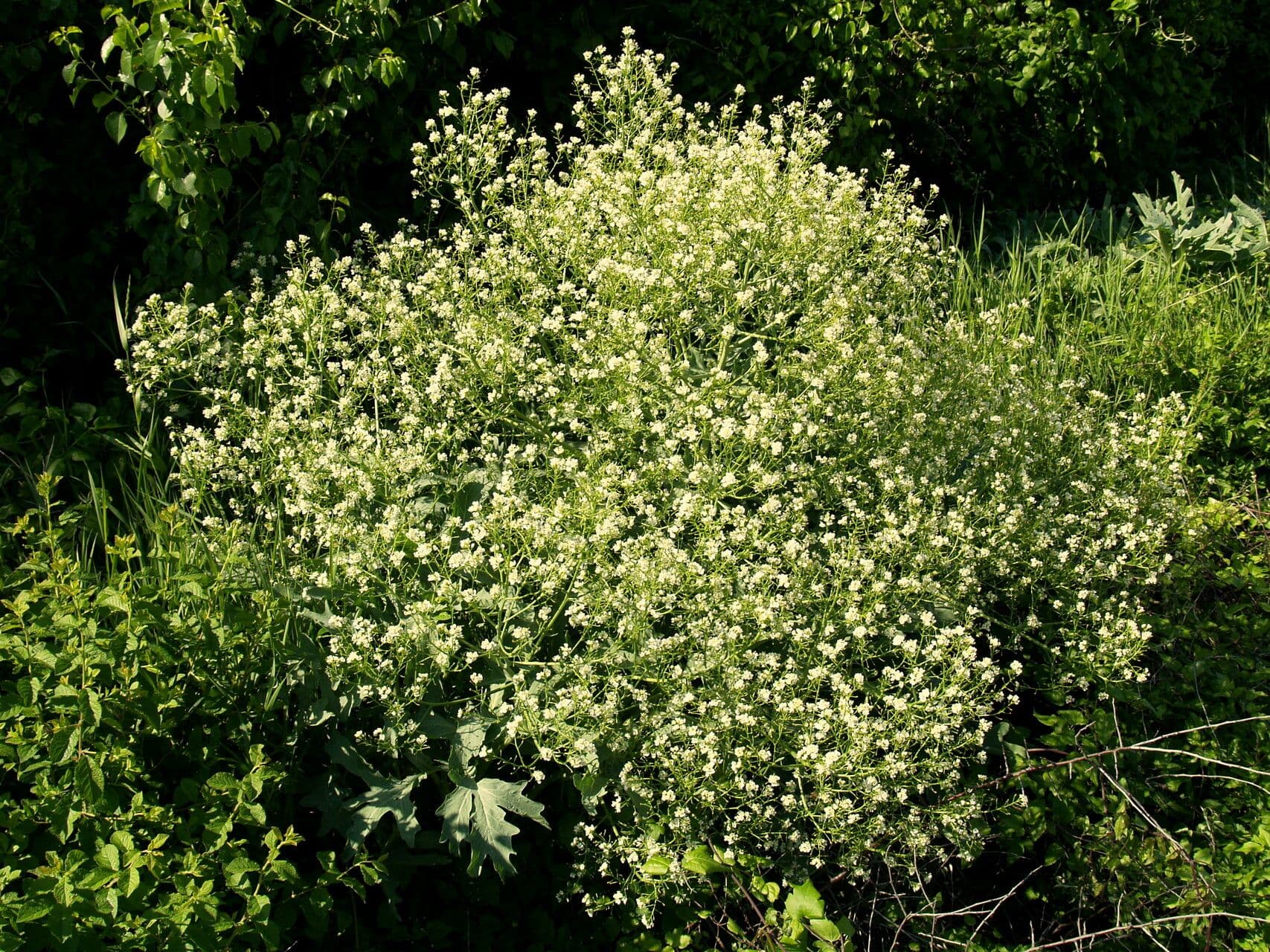 Crambe 2