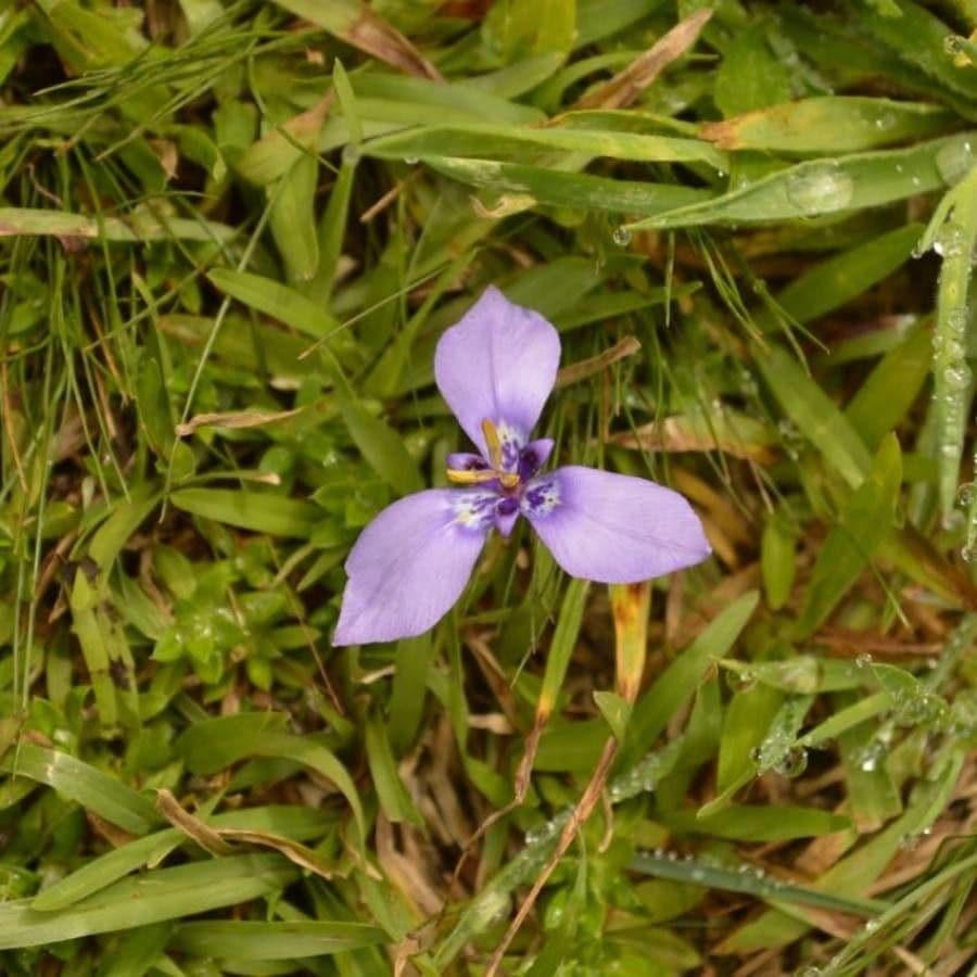 Herbertia lahue 2