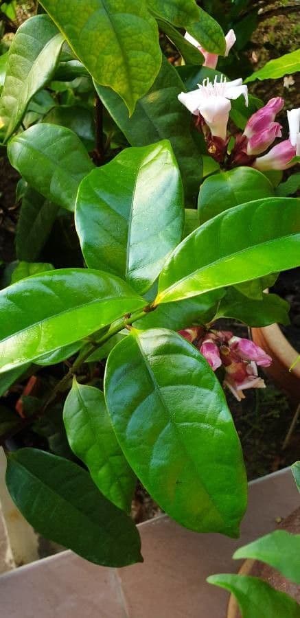 Strophanthus 8