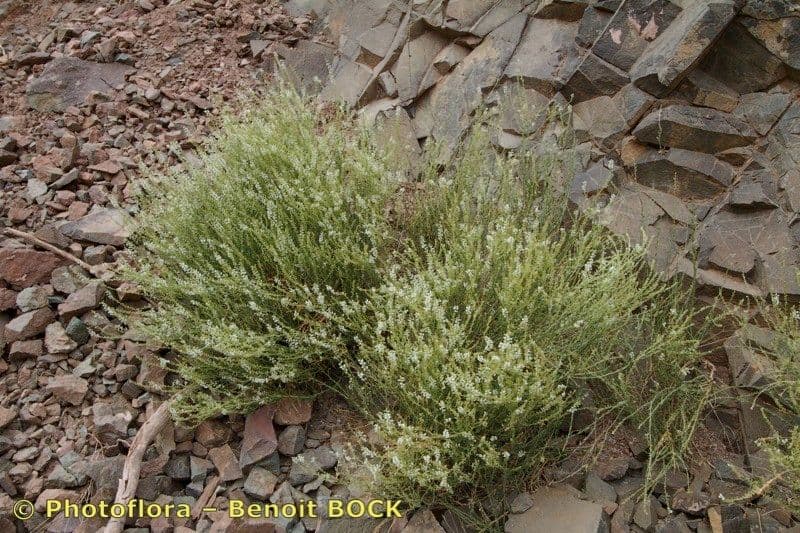 Anarrhinum 6