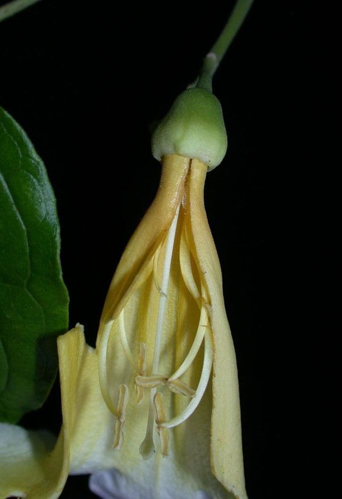 Anemopaegma 2