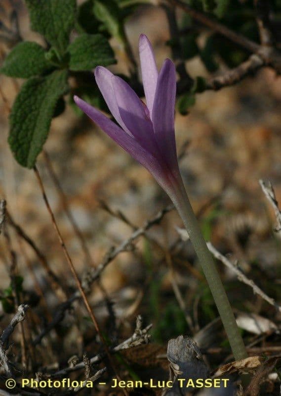 Colchico 3