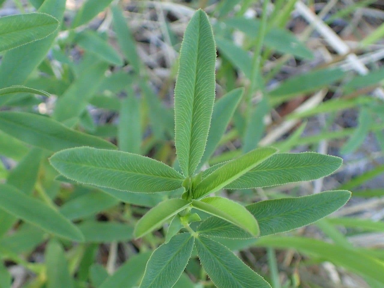 Trifoglio rossastro 13