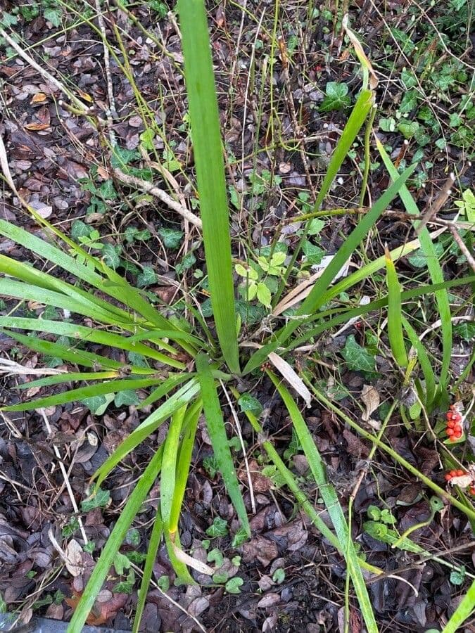 Iris fétide 19