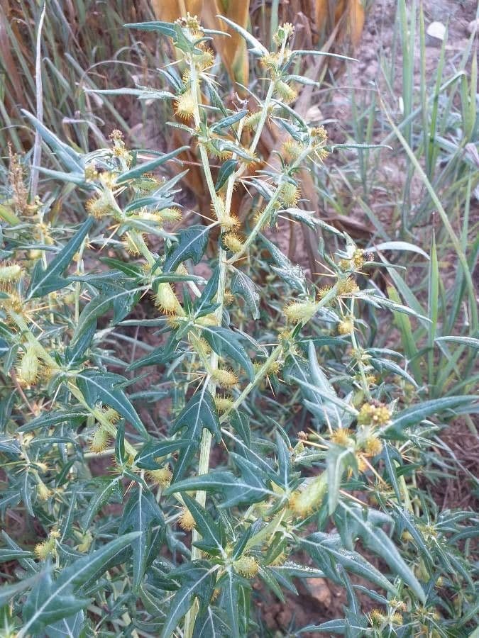 Lappola spinosa 2