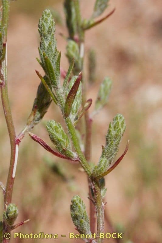 Corispermum 8