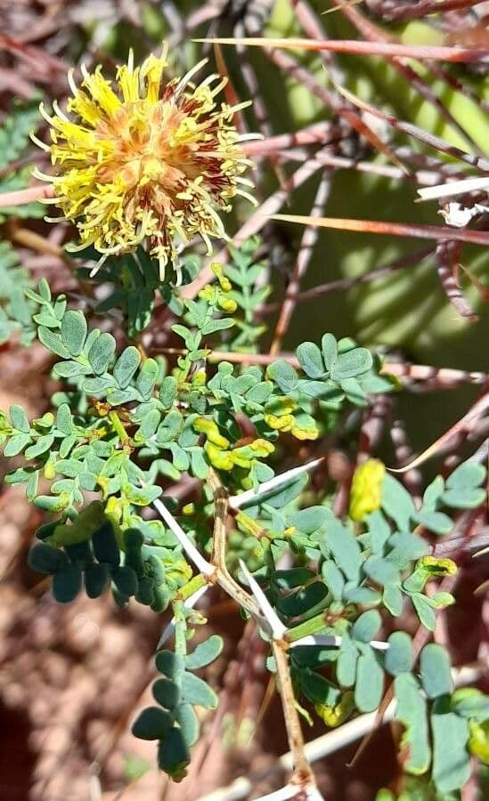 Kriechende Prosopis 10