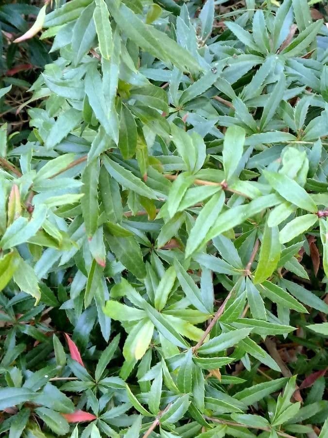 Berberys Gagnepaina 17