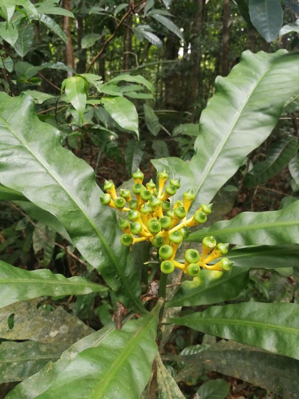 Potalia turbinata 2