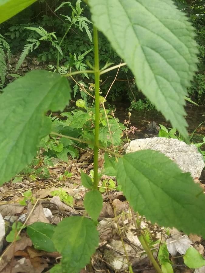 Boechmeria 25