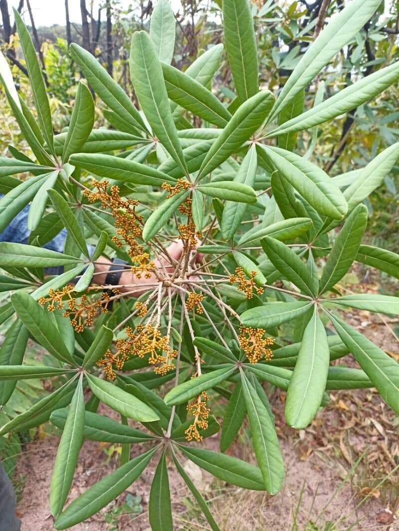 Schefflera 5