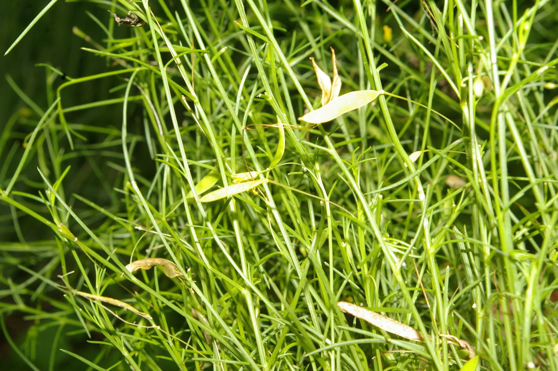 Cleome 3