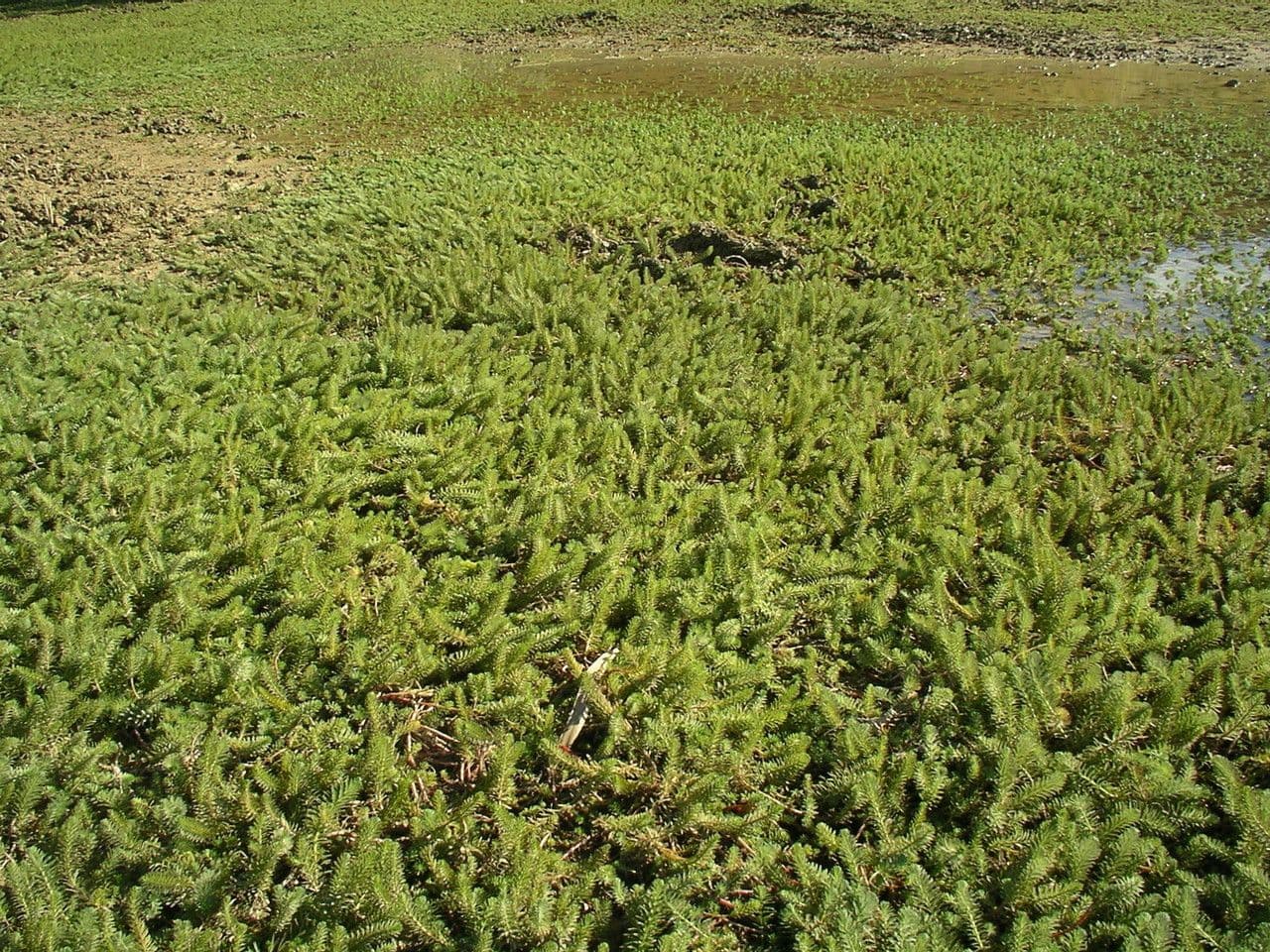 Millefoglio d'acqua 7