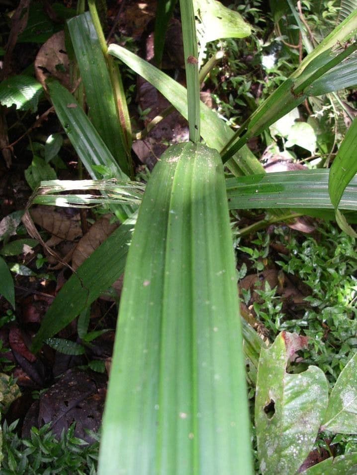 Scleria 8