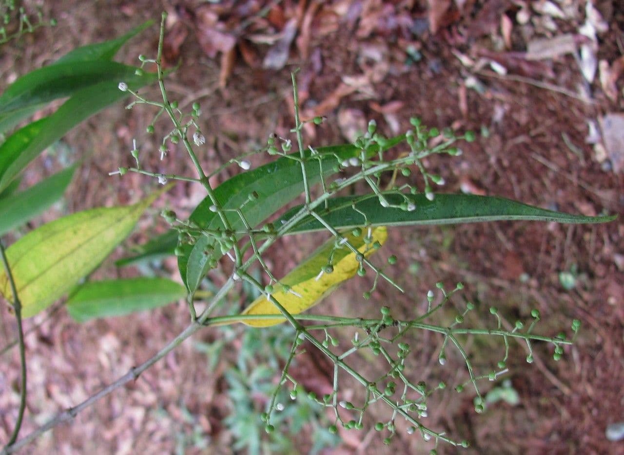 Miconia minutiflora 11