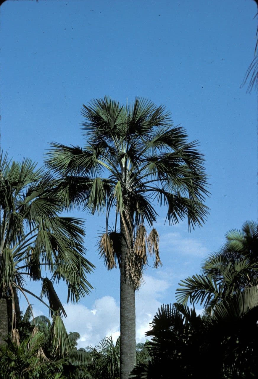 Buri palma