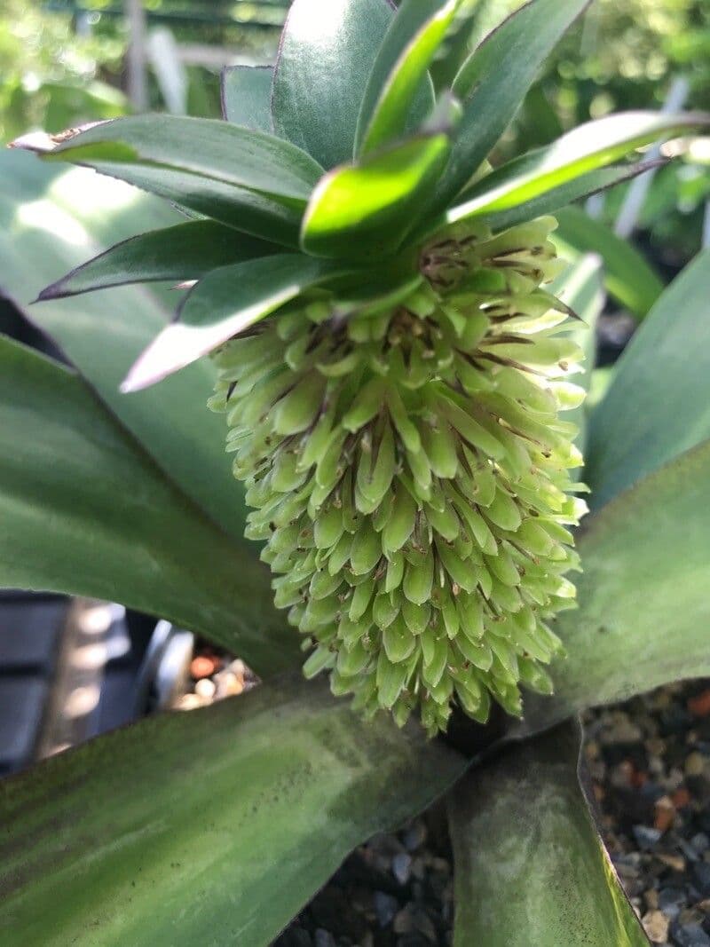 Eucomis
