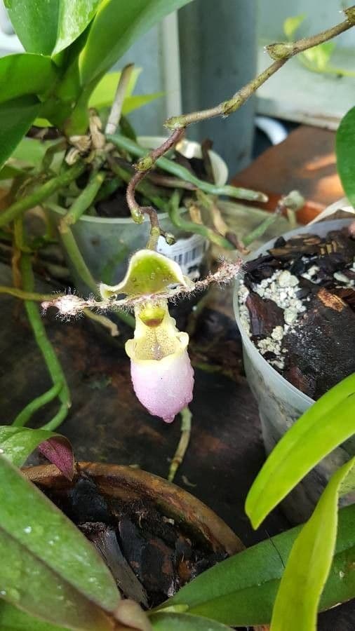 Paphiopedilum 3
