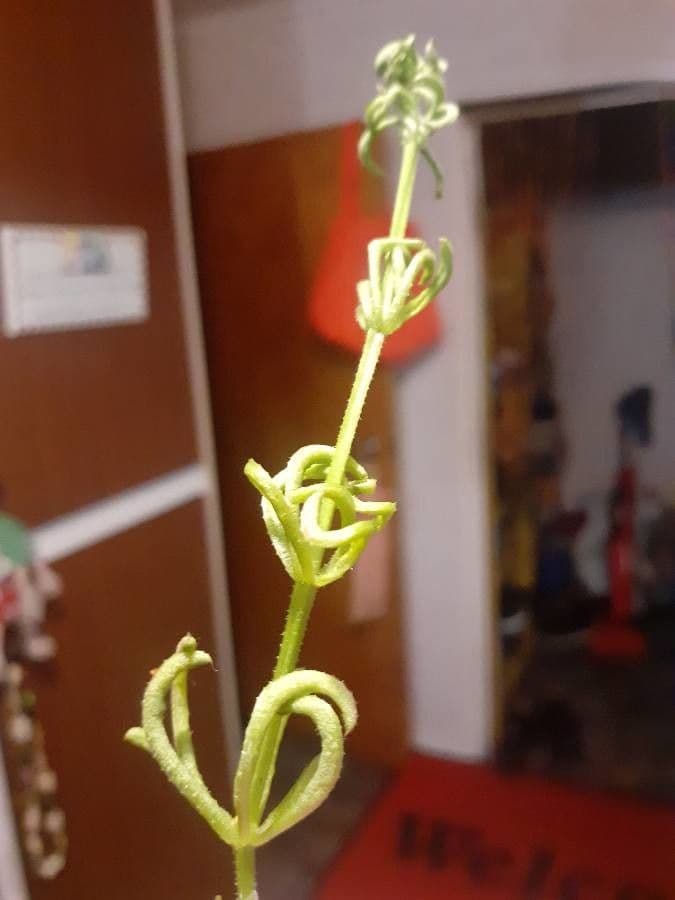 Corn-cleavers 17