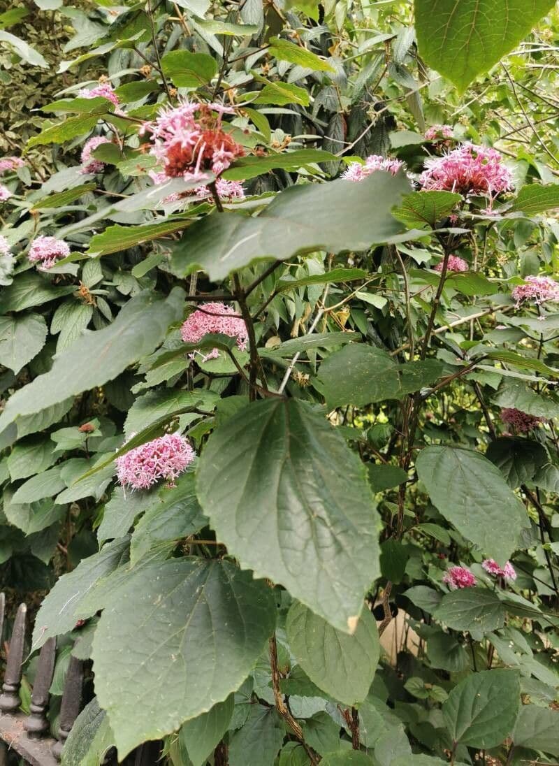 Gloria 29