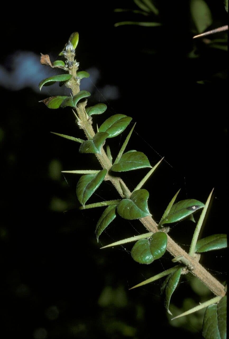 Dorniger Myrte 19