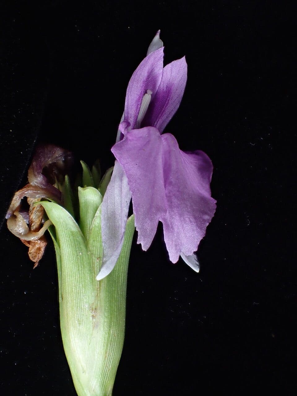 Roscoea