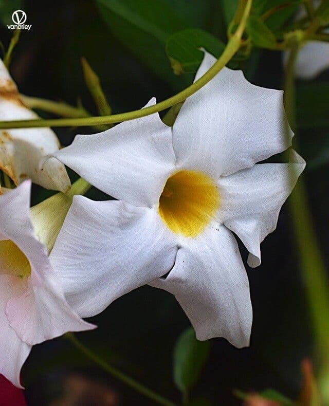 Mandevilla