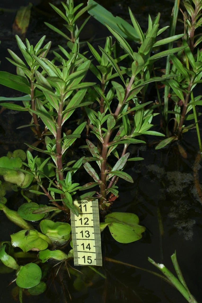 Niedrige Rotala 8