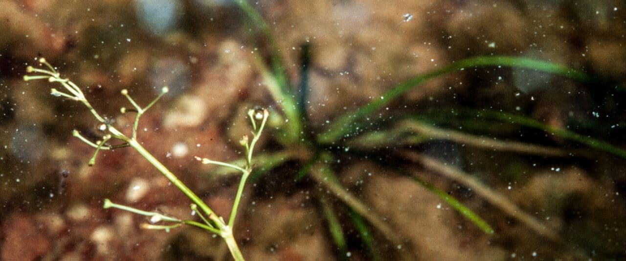Alisma gramineo 4