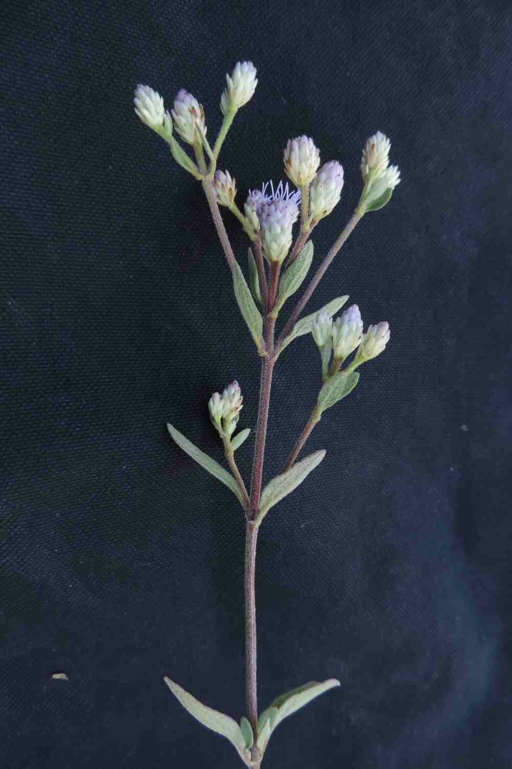 Chromolaena horminoides 3