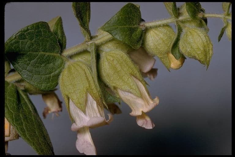 Lepechinia calycina 2