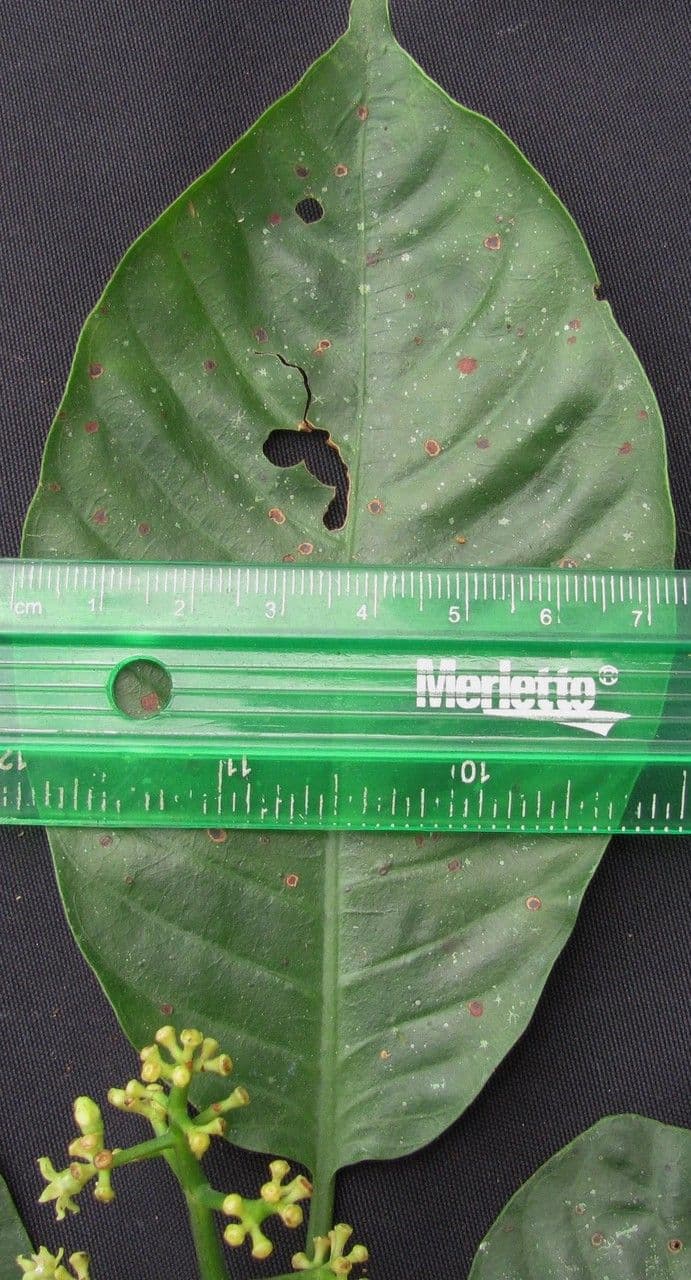 Psychotria 29