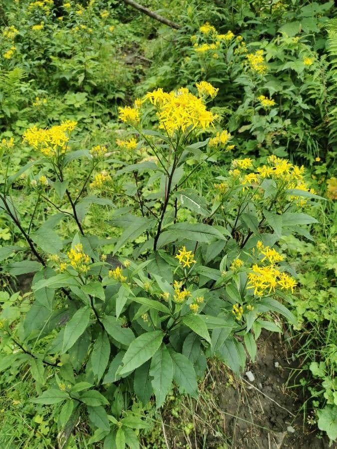 Senecio 15