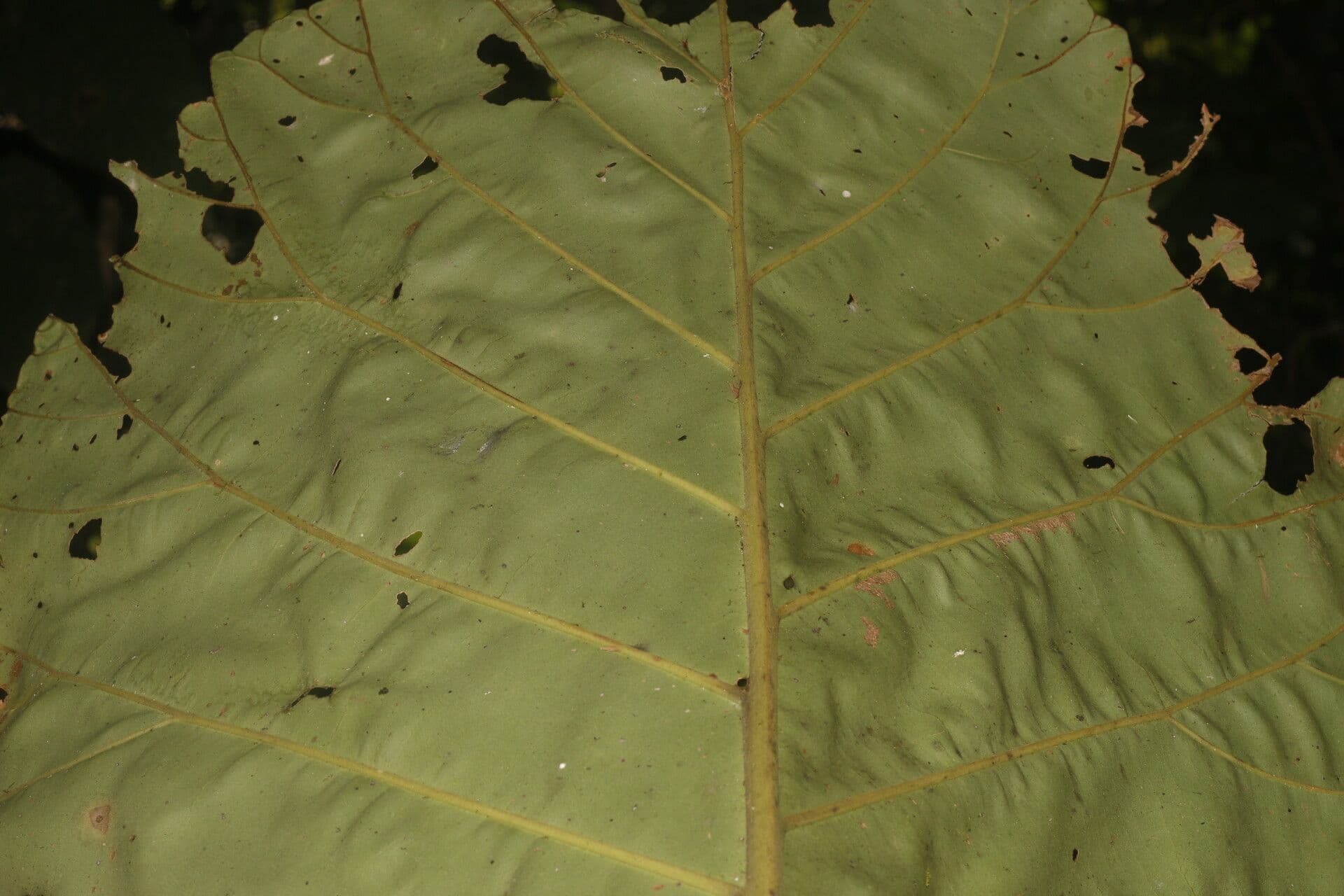 Pentagonia 8