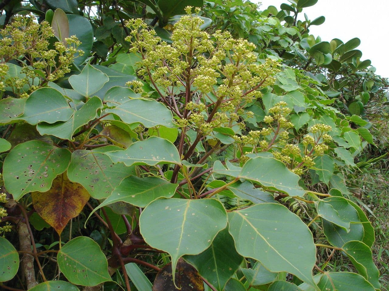 Schefflera 3