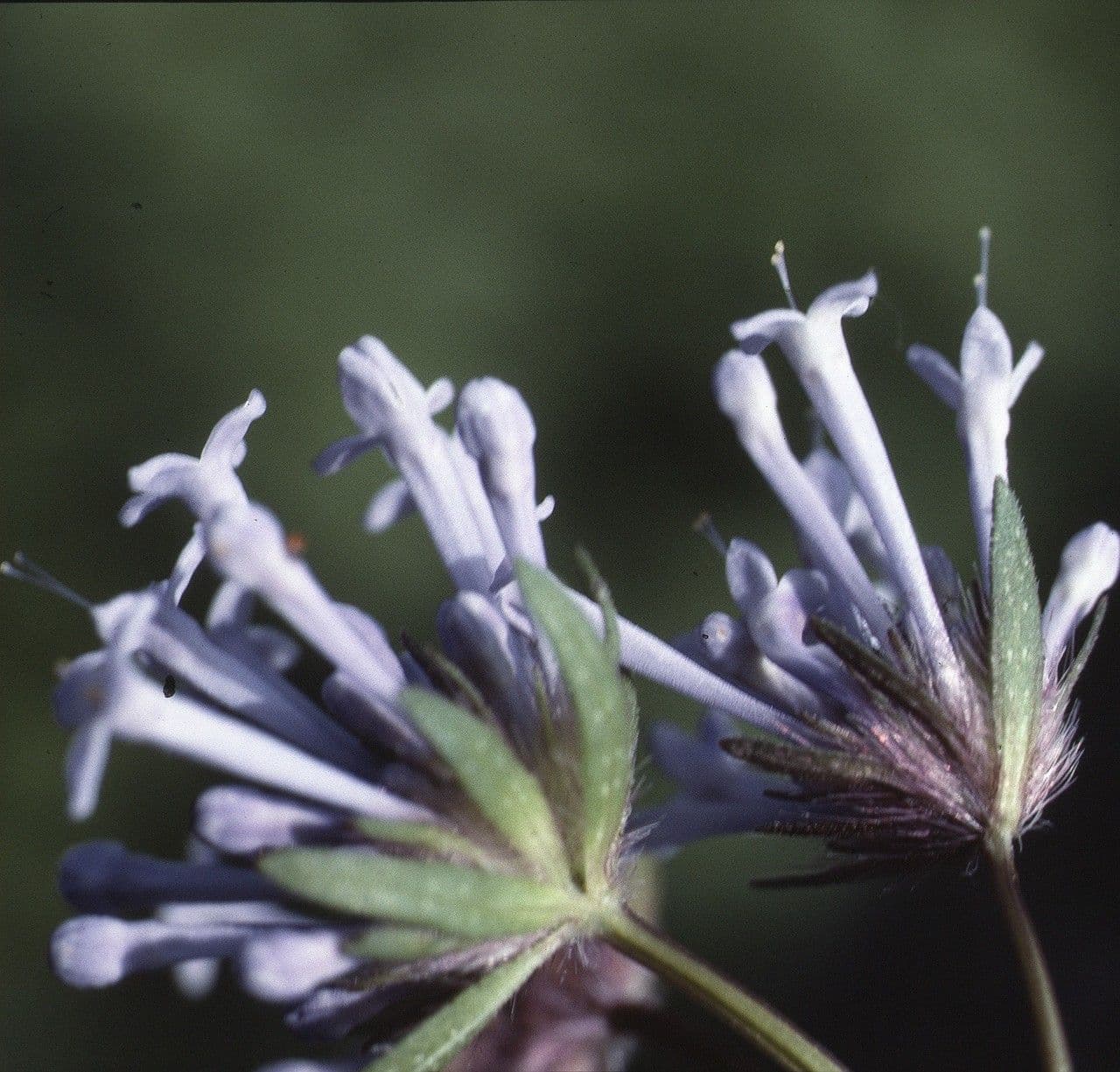 Asperula 4