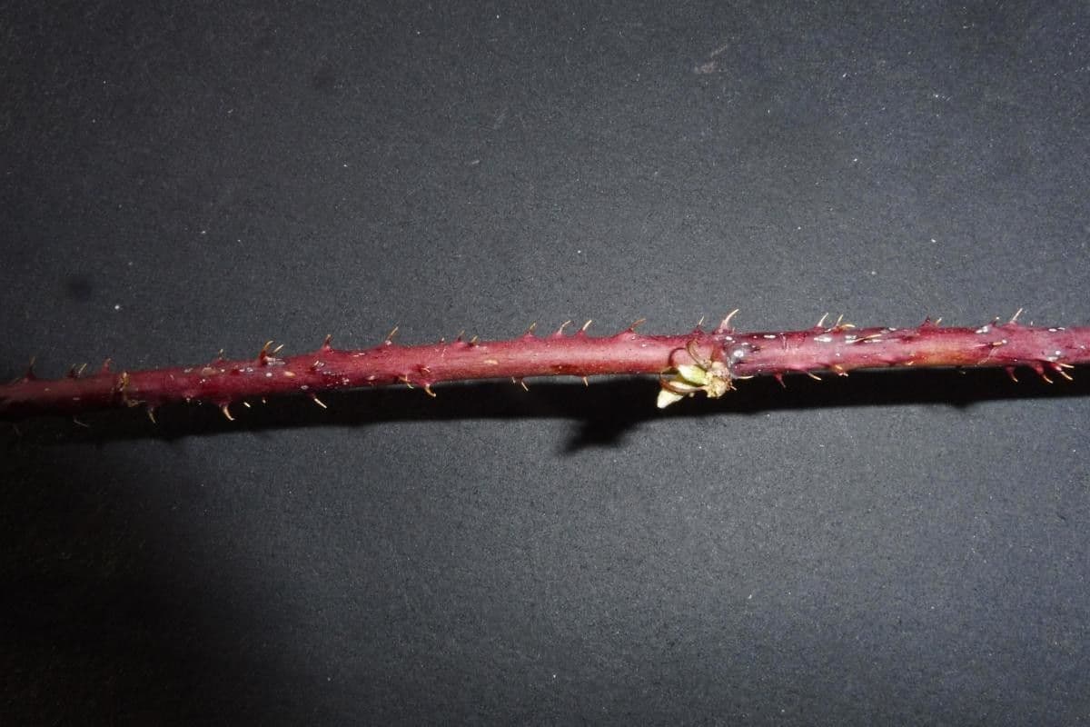 Rubus nemorosus