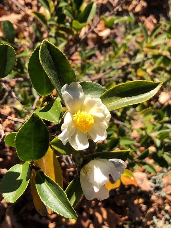 Pyrenaria