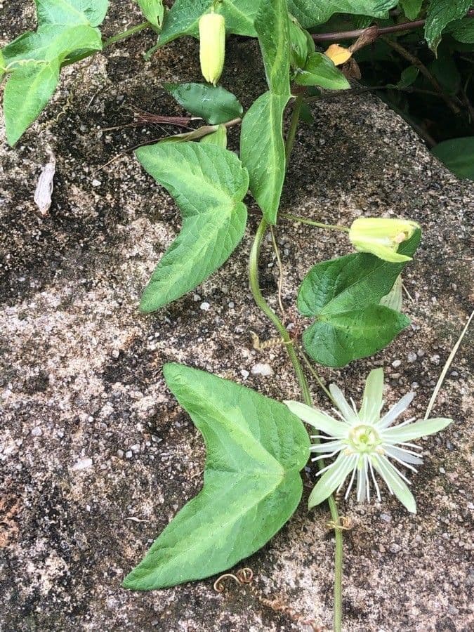 Passiflora capsulare 8