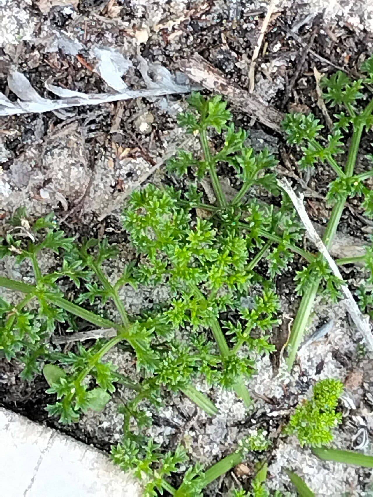 Dasispermum 2
