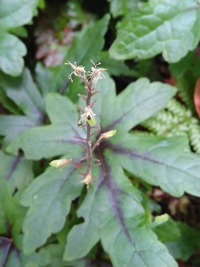 Schaumblüte 24