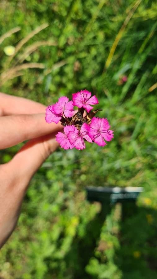 Dianthus 4