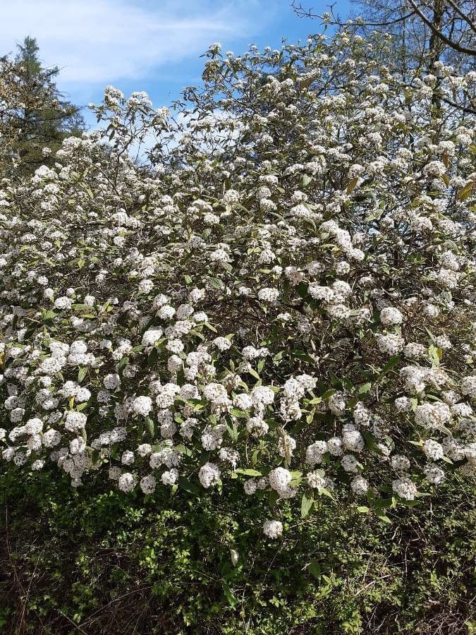 Buddlejaleaf viburnum 6