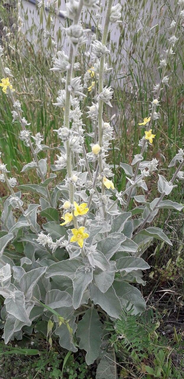 Mullein