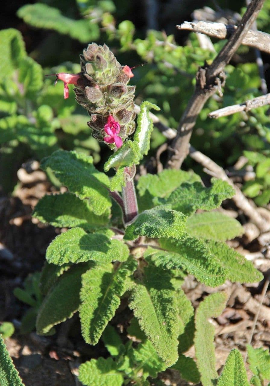 Salvia spathacea 7